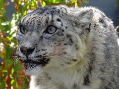 Unhappy snow leopard!
