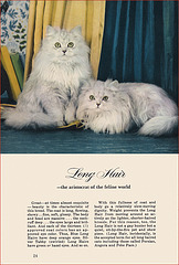 Kittens and Cats (8), 1957