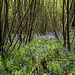 Bluebells in Binton Woods for H.A.N.W.E