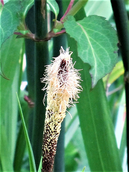 Don'r know what this is - a sort of reed I think