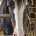 From Cotebrook shire horse centre55