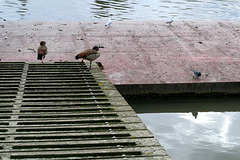 IMG 6311-001-Birds on a Dock