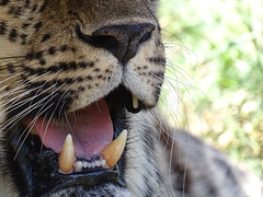 Amur Leopards have big teeth
