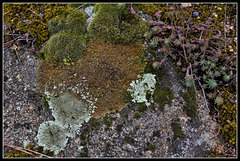 Parmélies (lichens )