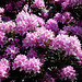 Rhododendron (Rhododendron ponticum) Staxton North Yorkshire 2nd June 2009
