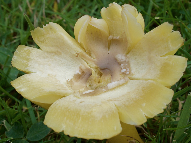 Fungi Flower