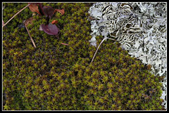 Mousse versus lichen