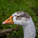 Goose close up