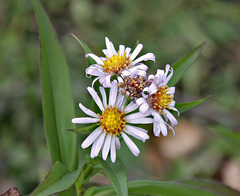1 (125)...austria flower