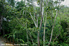 27 Close Radisson Rainforest