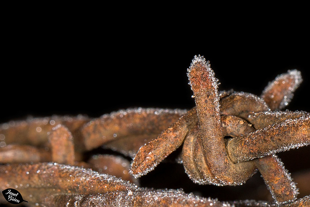 Pictures for Pam, Day 84: HFF: Frosty Barbed Wire Fencing