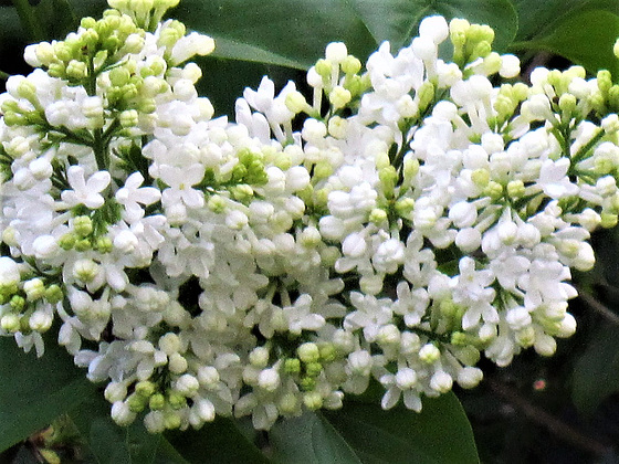 White lilac - I was spoiled for choice for photos