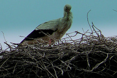 Cigogne et son nid