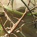 20200301 6613CP~V [D~MS] Langnasen-Strauchnatter (Philodyras baroni), Zoo,  Münster
