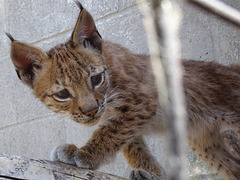 Wildcat kitten - Swedish Lynx