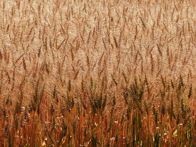 The beauty of wheat (?)