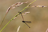 EOS 60D Unknown 16 09 43 2466 MatingDragonflies dpp