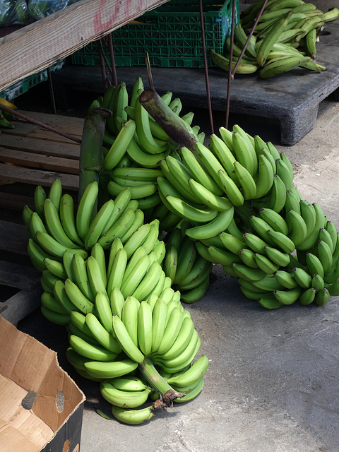 Hands of Bananas