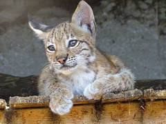 Wildcat  kitten