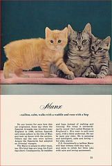 Kittens and Cats (9), 1957