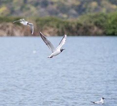 Seagull in flight. (1)