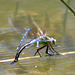 Blue Emperor f ovipositing with azures (Anax imperator) DSB 0484