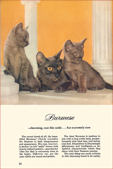 Kittens and Cats (10), 1957