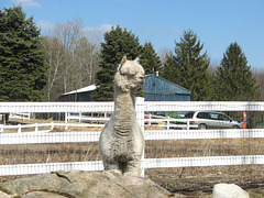 HHF says the little North American alpaca