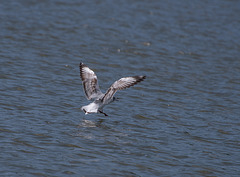 Seagull in flight1