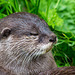 Otter close up 2