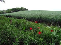 I see fields of green, red poppies too.  What a wonderful world.