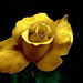 Rose d'or