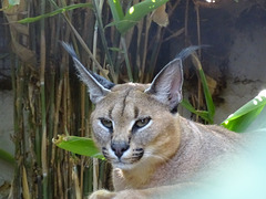 Rare Caracal wildcat
