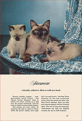 Kittens and Cats (11), 1957