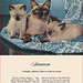 Kittens and Cats (11), 1957