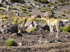 A Stand-off between a vicuna and a fox.
