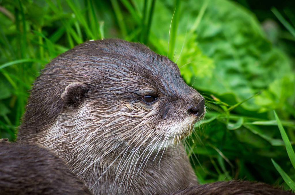 Otter close up.2jpg