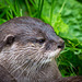 Otter close up.2jpg