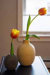Two tulips, winter