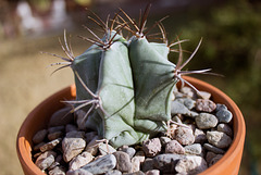 Giant Barrel Cactus (Echinocactus ingens)