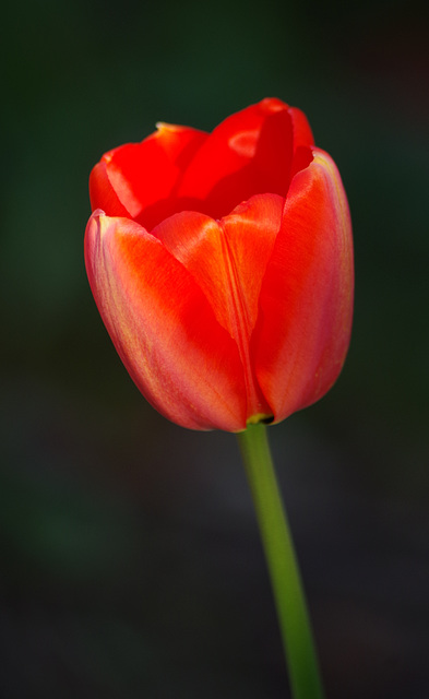 c'est l'printemps - tulipe - tulip