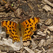 Butterfly IMG_5699