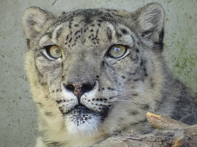 Tikana the Snow Leopard