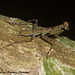 32 Mantis Nymph On Long Trail Night Walk