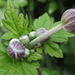 The buds of the anemone