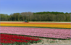 Proud of our Tulips...