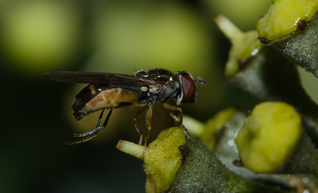 HoverflyIMG 6711