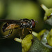 HoverflyIMG 6711