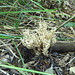 Crested coral fungus