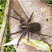 IMG 0420 Spider